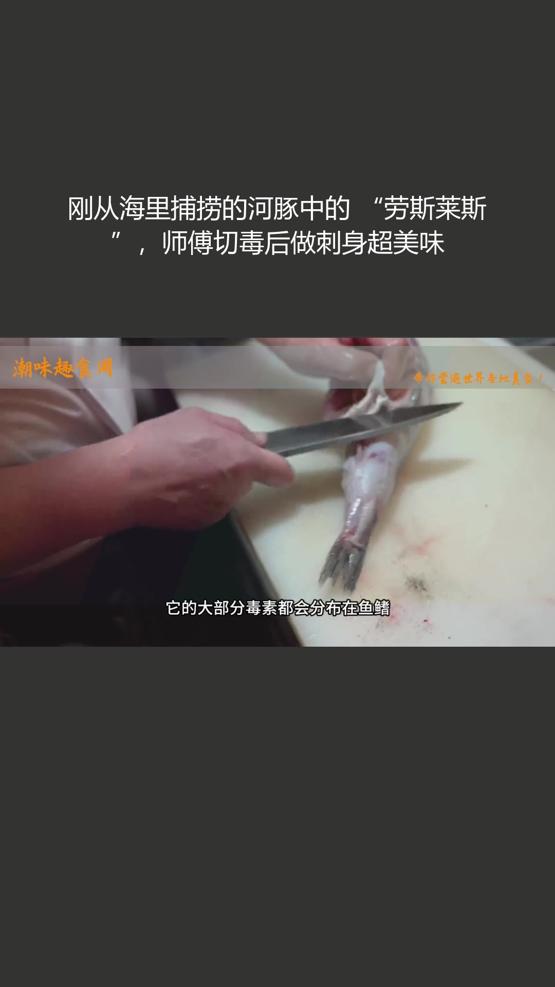 刚从海里捕捞的河豚中的 “劳斯莱斯”,师傅切毒后做刺身超美味