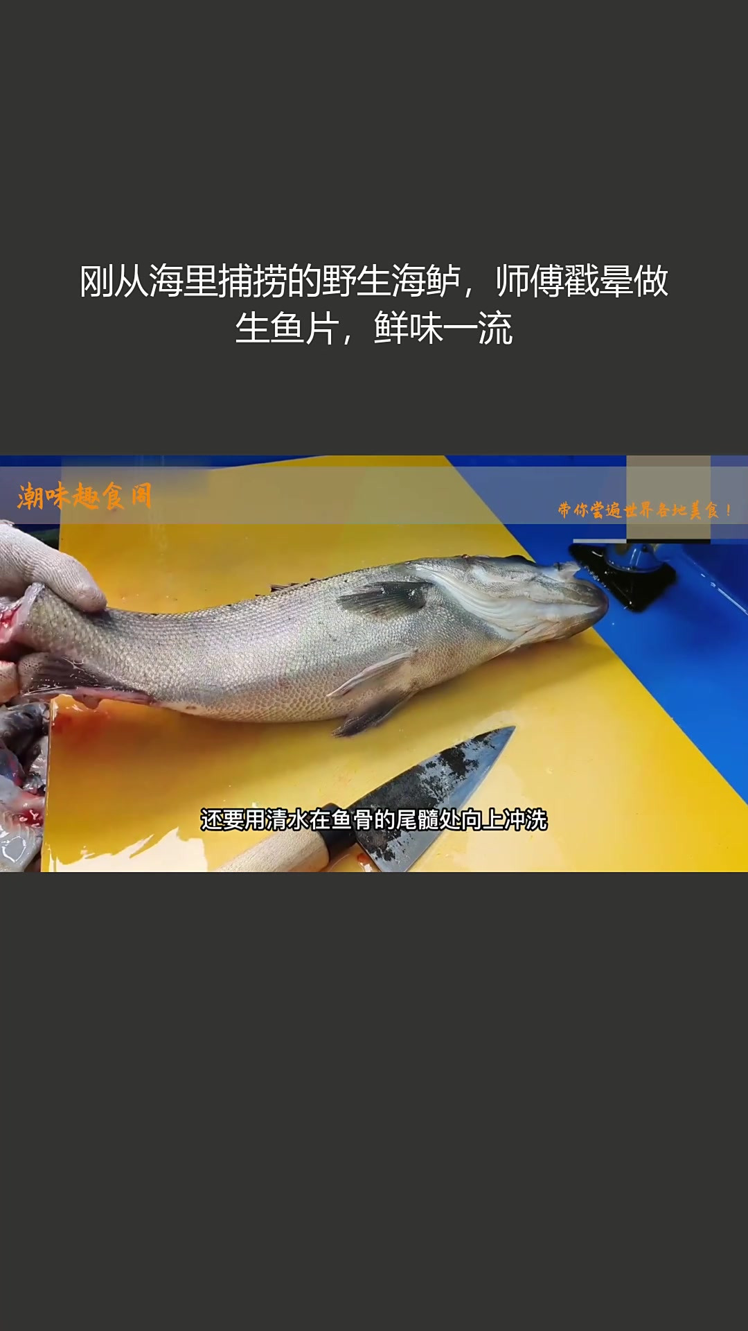 刚从海里捕捞的野生海鲈,师傅戳晕做生鱼片,鲜味一流