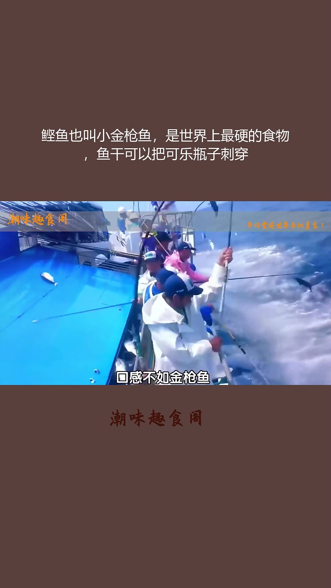 鲣鱼也叫小金枪鱼,是世界上最硬的食物,鱼干可以把可乐瓶子刺穿