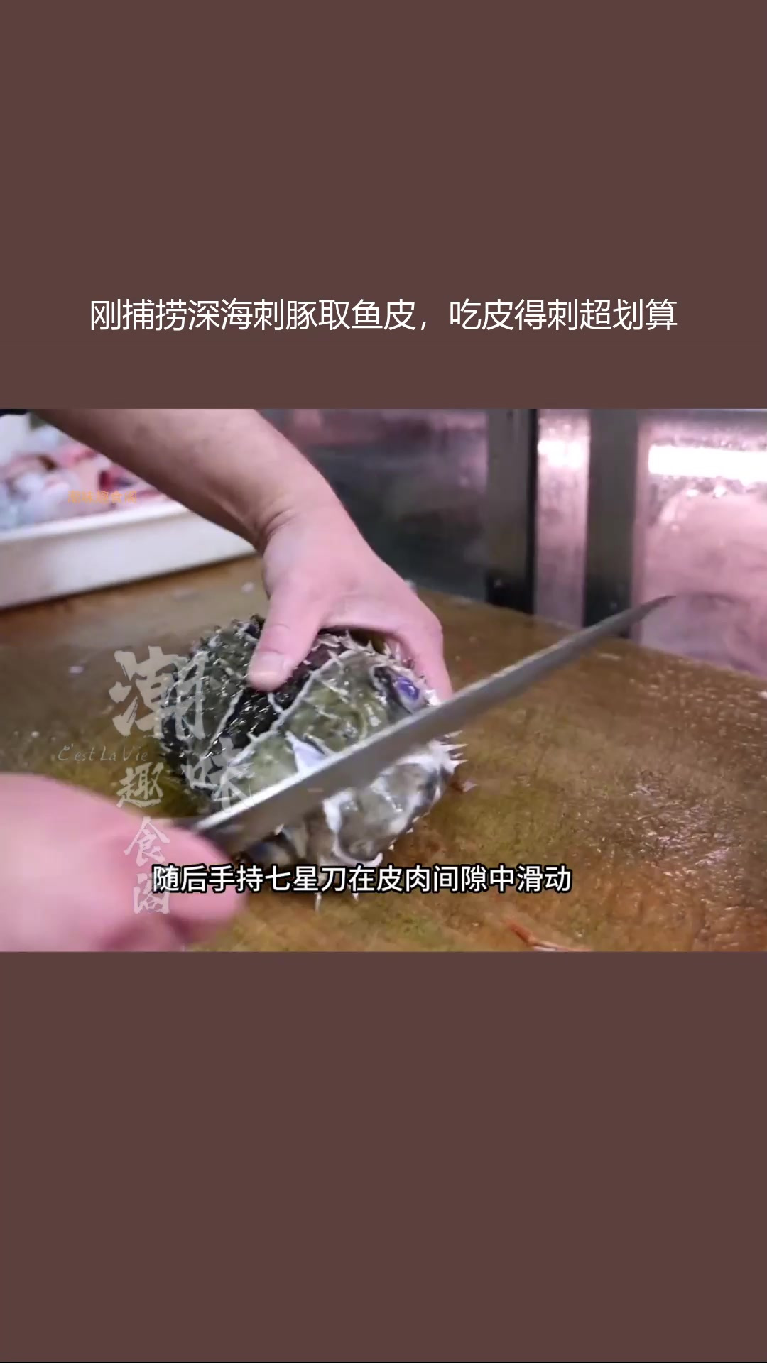 刚捕捞深海刺豚取鱼皮,吃皮得刺超划算