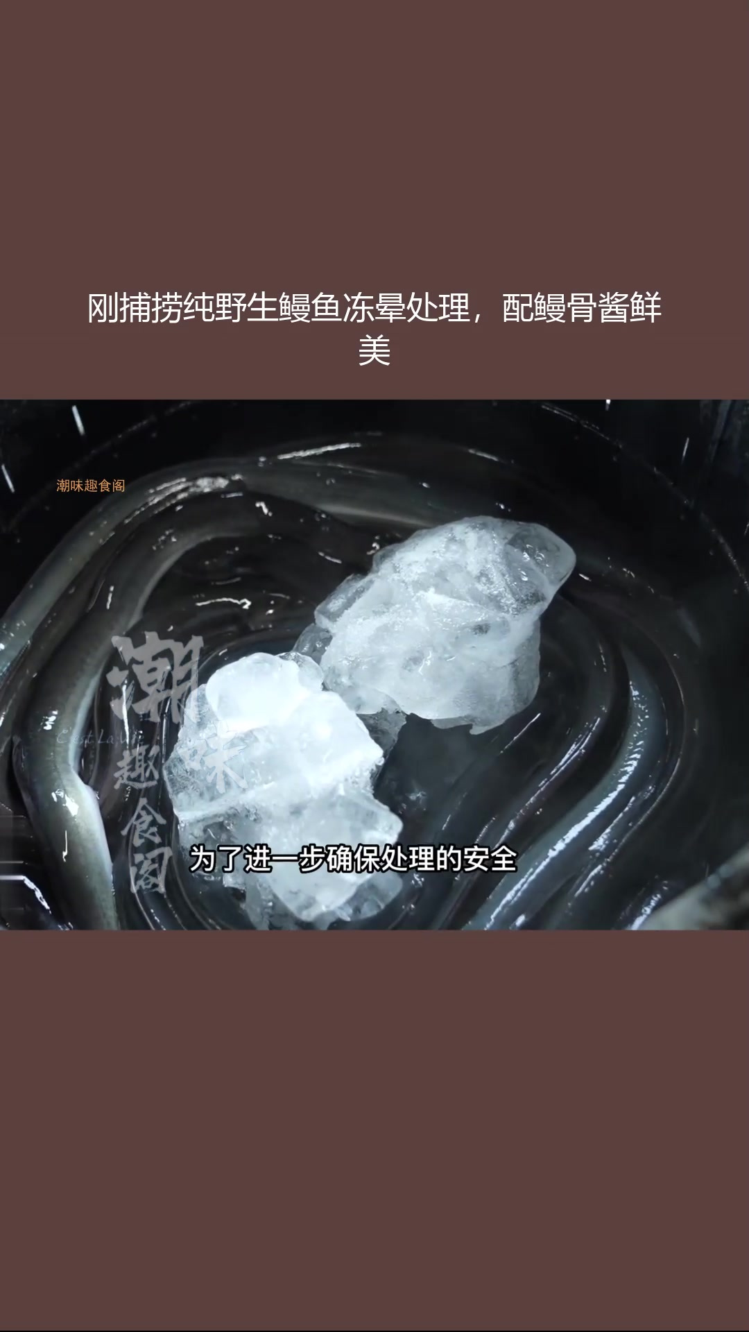 刚捕捞纯野生鳗鱼冻晕处理,配鳗骨酱鲜美