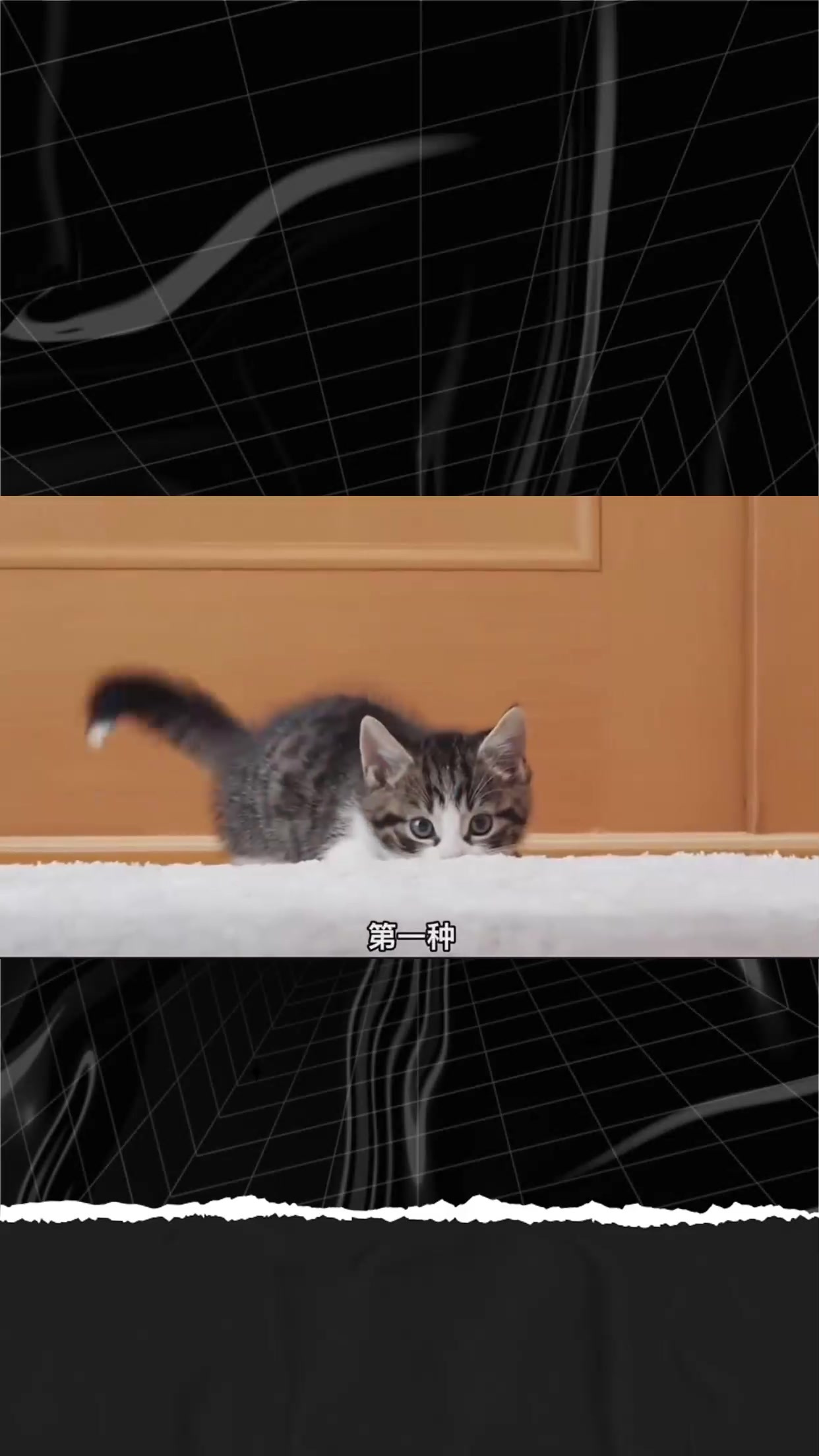 瞬间吸引猫咪的几种声音,快让你家猫来听