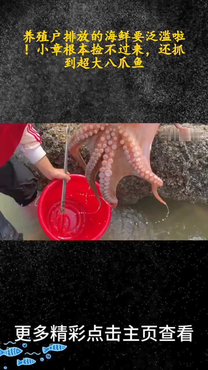 养殖户排放的海鲜要泛滥啦!小章根本捡不过来,还抓到超大八爪鱼0