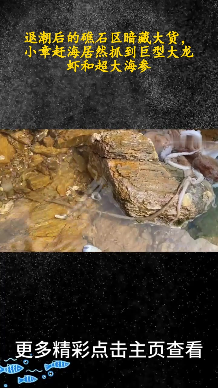 退潮后的礁石区暗藏大货,小章赶海居然抓到巨型大龙虾和超大海参(上)