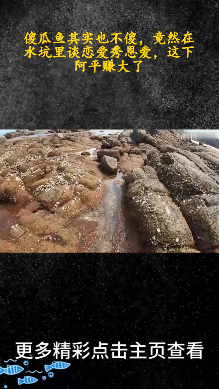傻瓜鱼其实也不傻,竟然在水坑里谈恋爱秀恩爱,这下阿平赚大了(上)