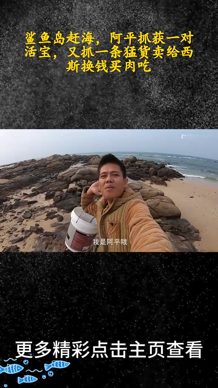 鲨鱼岛赶海,阿平抓获一对活宝,又抓一条猛货卖给西斯换钱买肉吃(上)