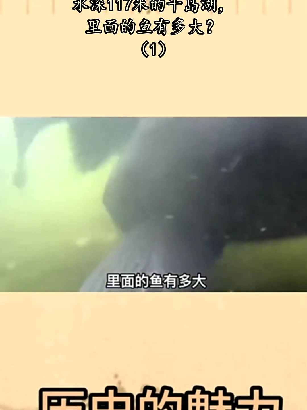 一年出鱼800万斤，水深117米的千岛湖，里面的鱼有多大？（1）