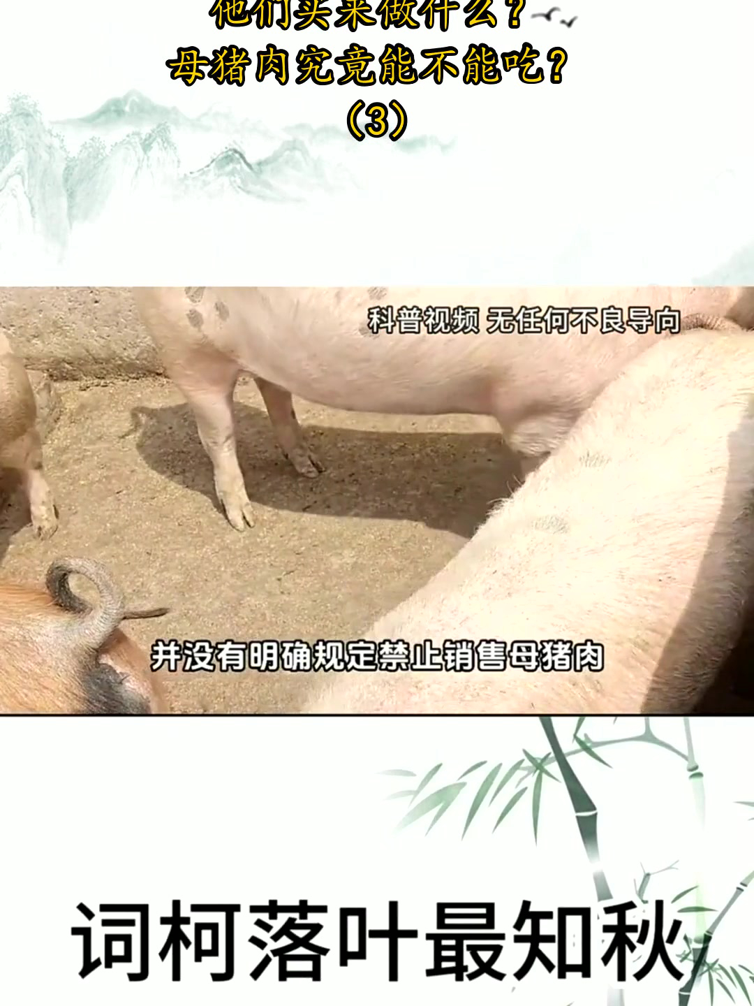 经常有人下乡收购母猪，他们买来做什么？母猪肉究竟能不能吃？