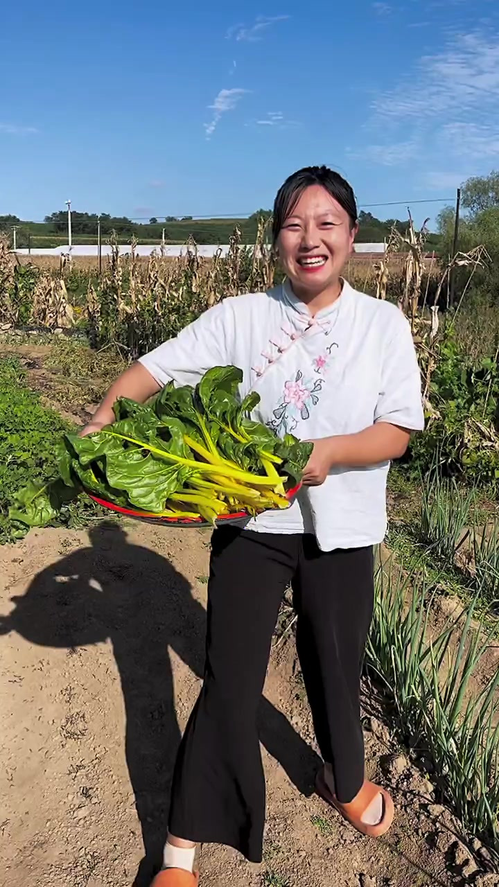 根达菜真的可以吃三季了，都快吃腻了