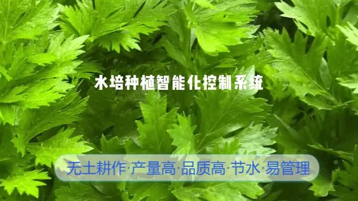 水培蔬菜维护 水培蔬菜基地 水培蔬菜种植