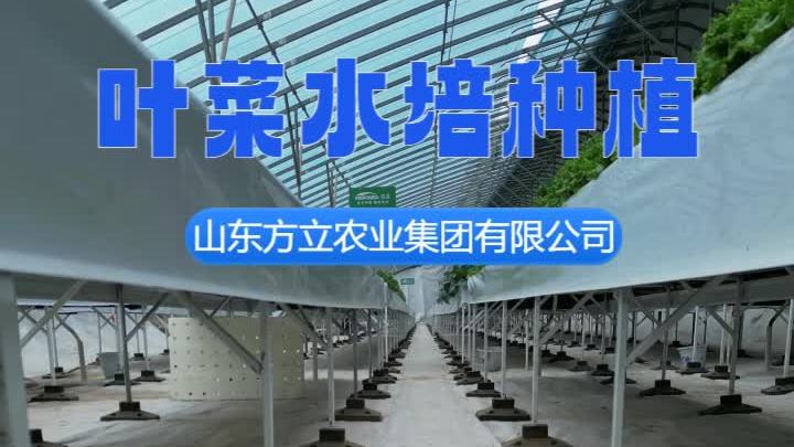 水培种植基地 水培蔬菜方案 水培种植维护
