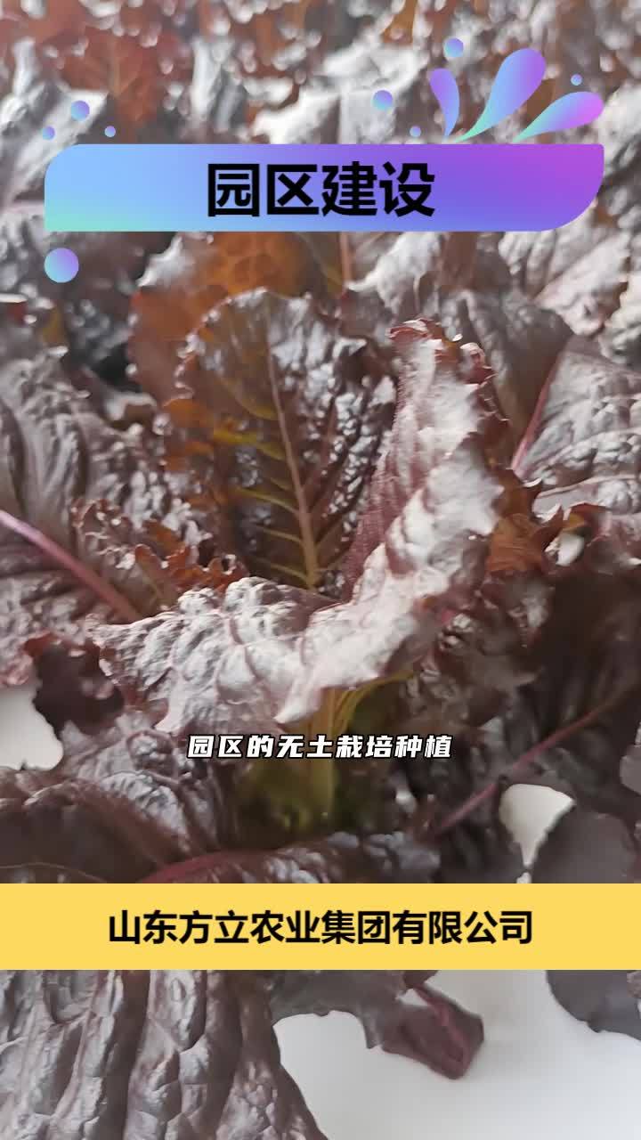 水培蔬菜基地 绿色农业承建