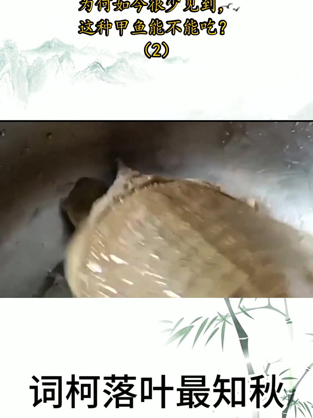 农村常见的野生甲鱼,为何如今很少见到,这种甲鱼能不能吃?2