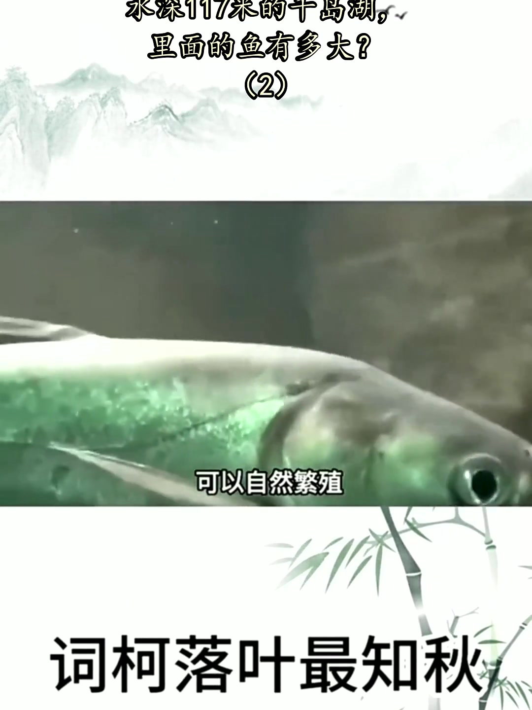 一年出鱼800万斤，水深117米的千岛湖，里面的鱼有多大？（2）
