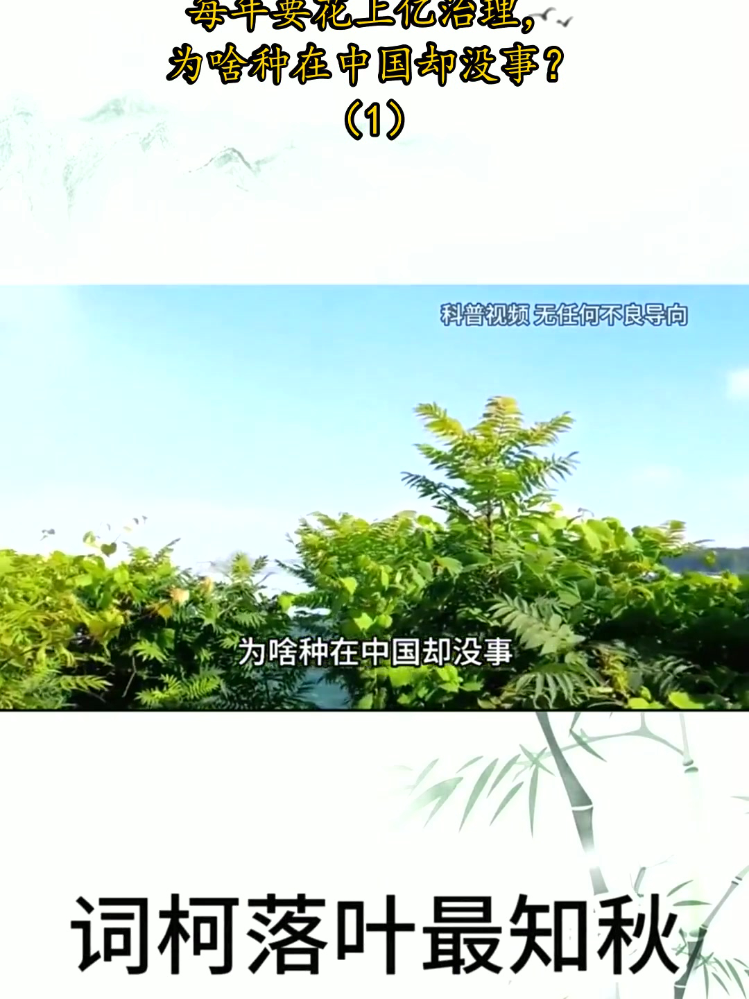 臭椿入侵美国成灾难，每年要花上亿治理，为啥种在中国却没事？