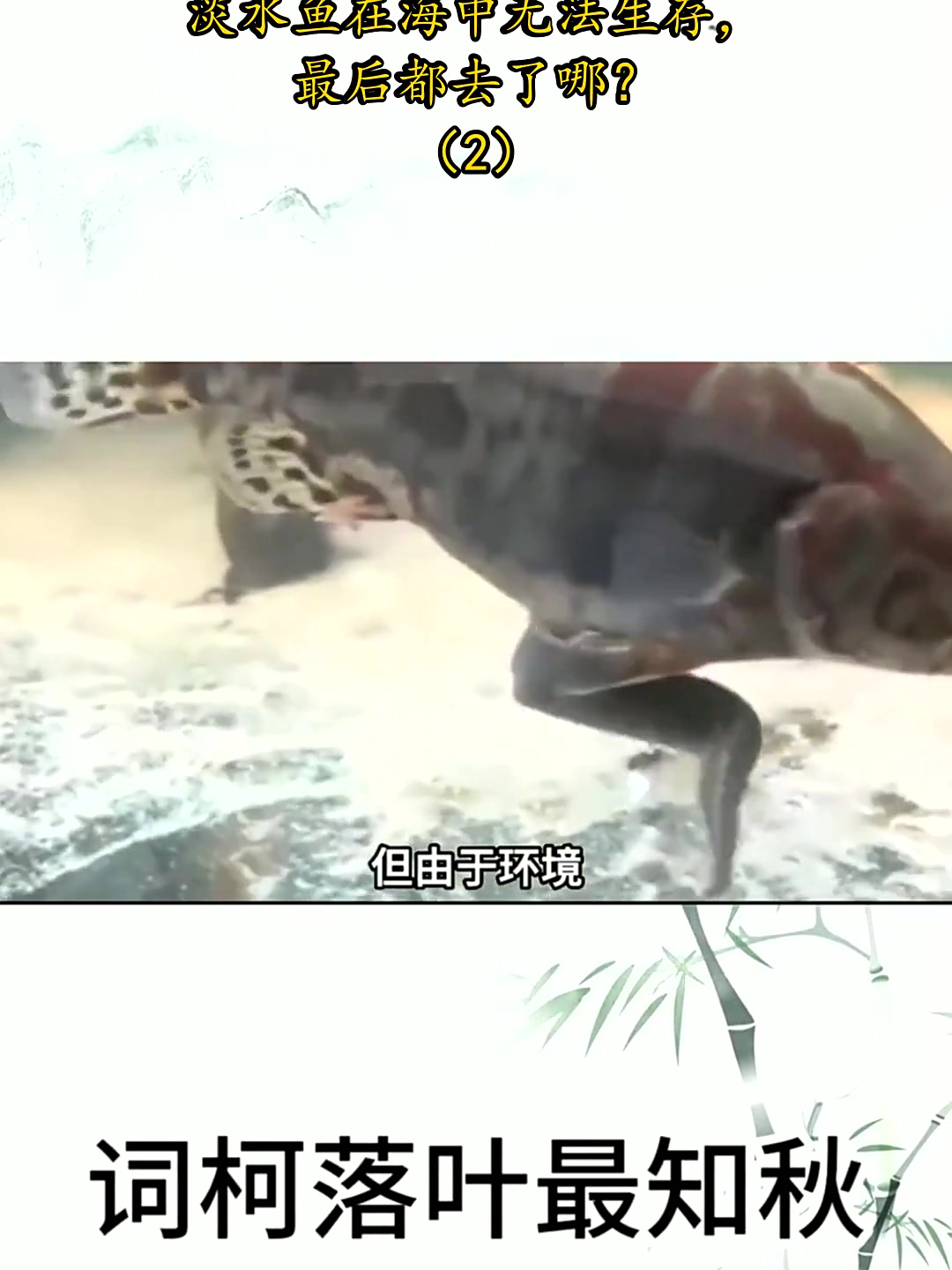 黄河每天把大量鱼冲下海，淡水鱼在海中无法生存，最后都去了哪？
