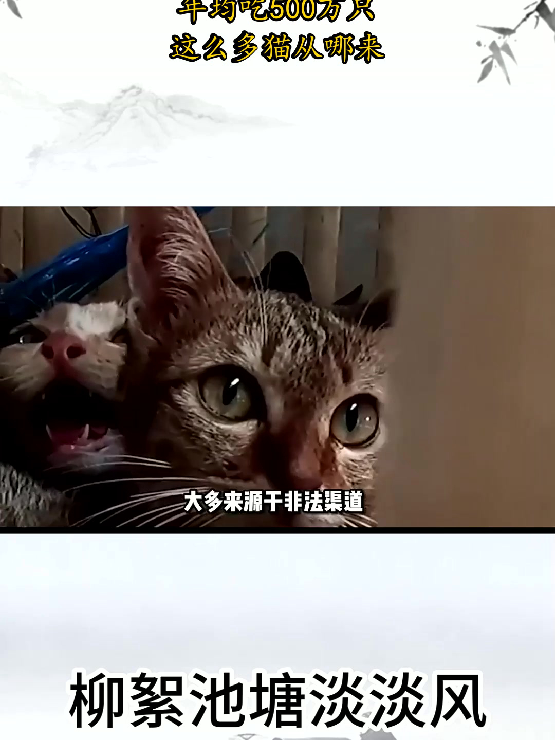 越南人每年食用500万只猫,这么多猫从何而来?