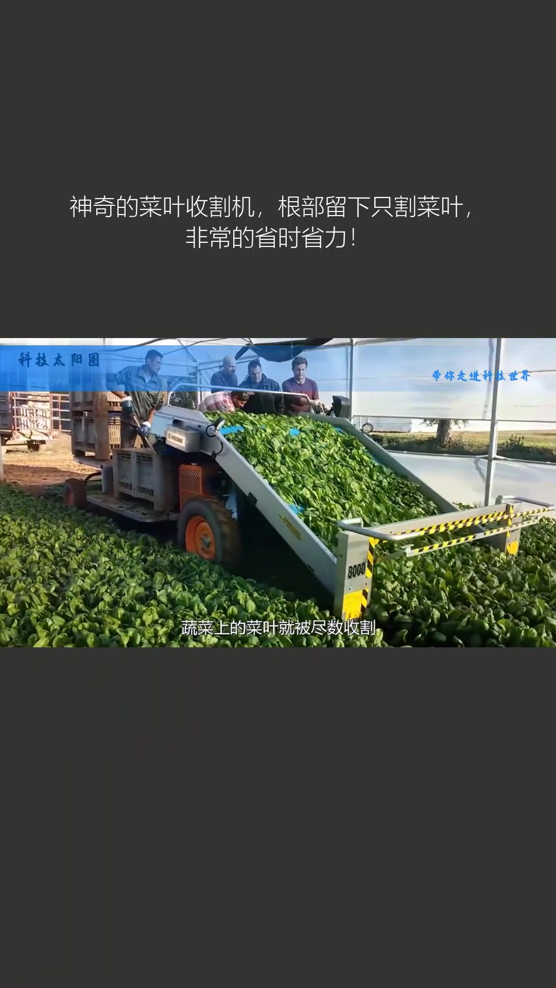 神奇的菜叶收割机,根部留下只割菜叶,非常的省时省力!