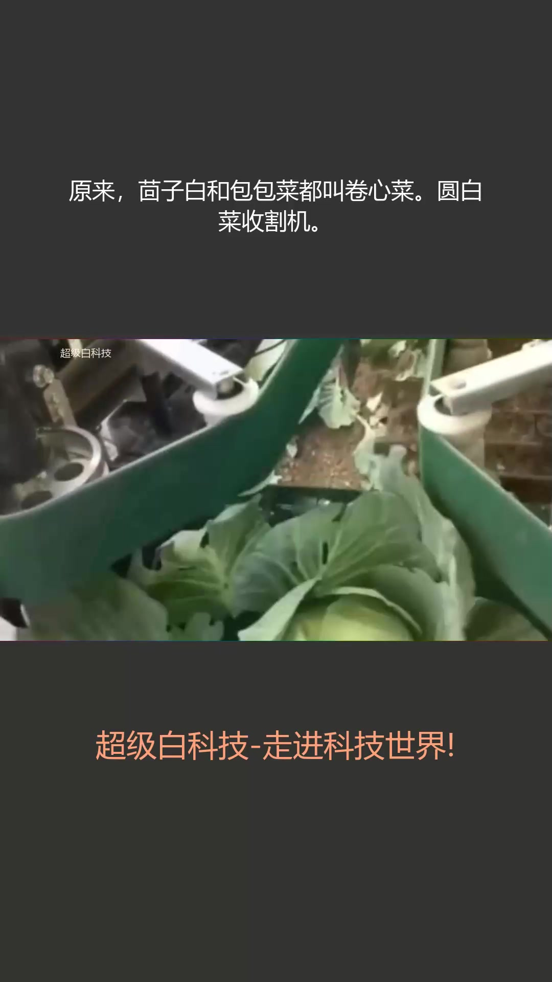 原来,茴子白和包包菜都叫卷心菜。圆白菜收割机