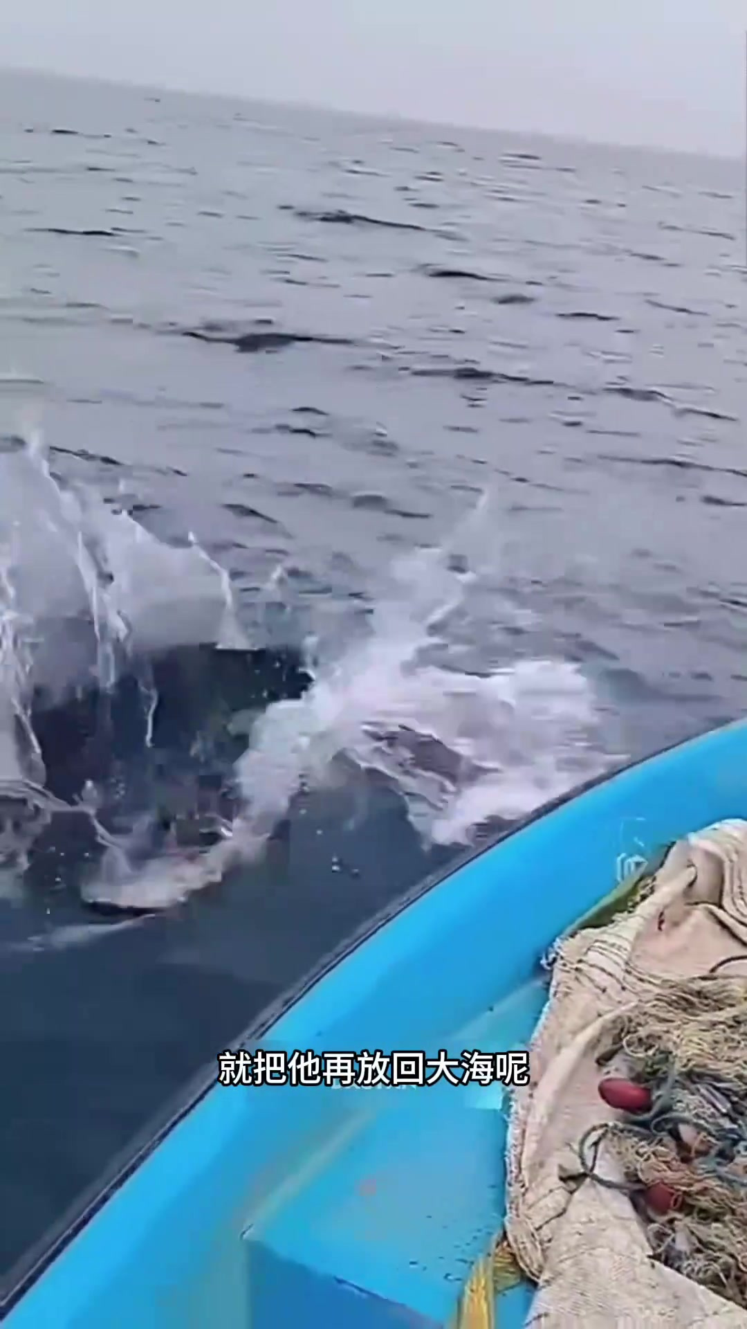 翻车鱼:从小豌豆到巨型海洋生物,渔民为何选择放生?