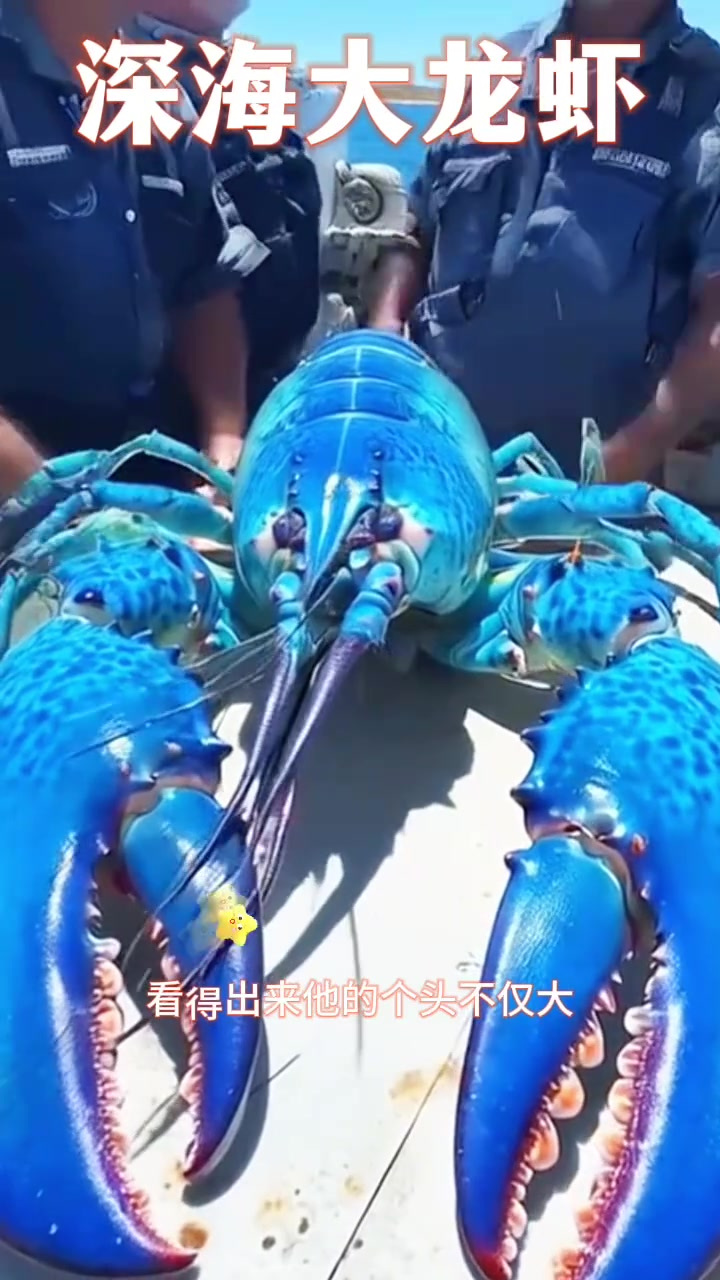 捕捞超级蓝色大龙虾,价值堪比一栋楼,揭秘其与普通虾的差异