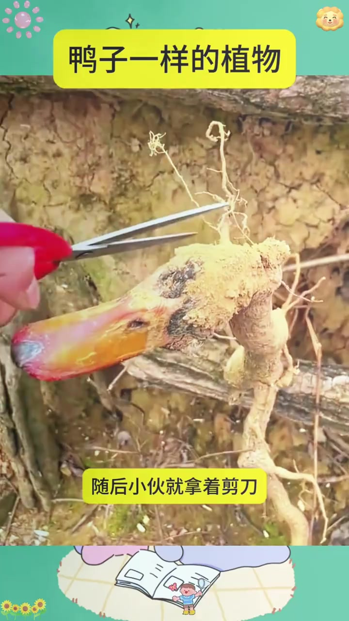 老表野外惊喜发现鸭子形状植物,剪下根部或藏珍贵价值!