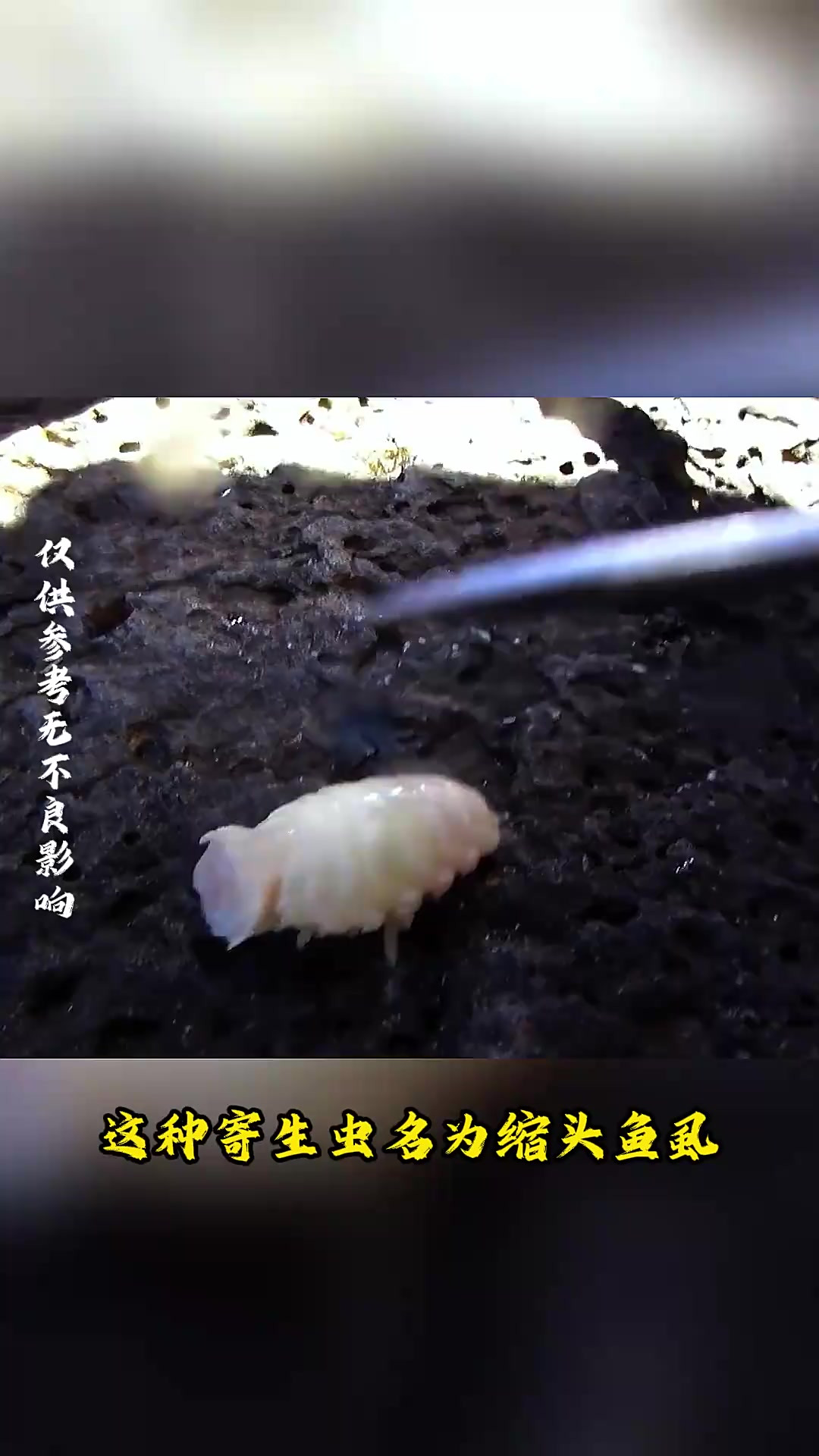 难以置信!寄生虫缩头鱼竟能当鱼舌!