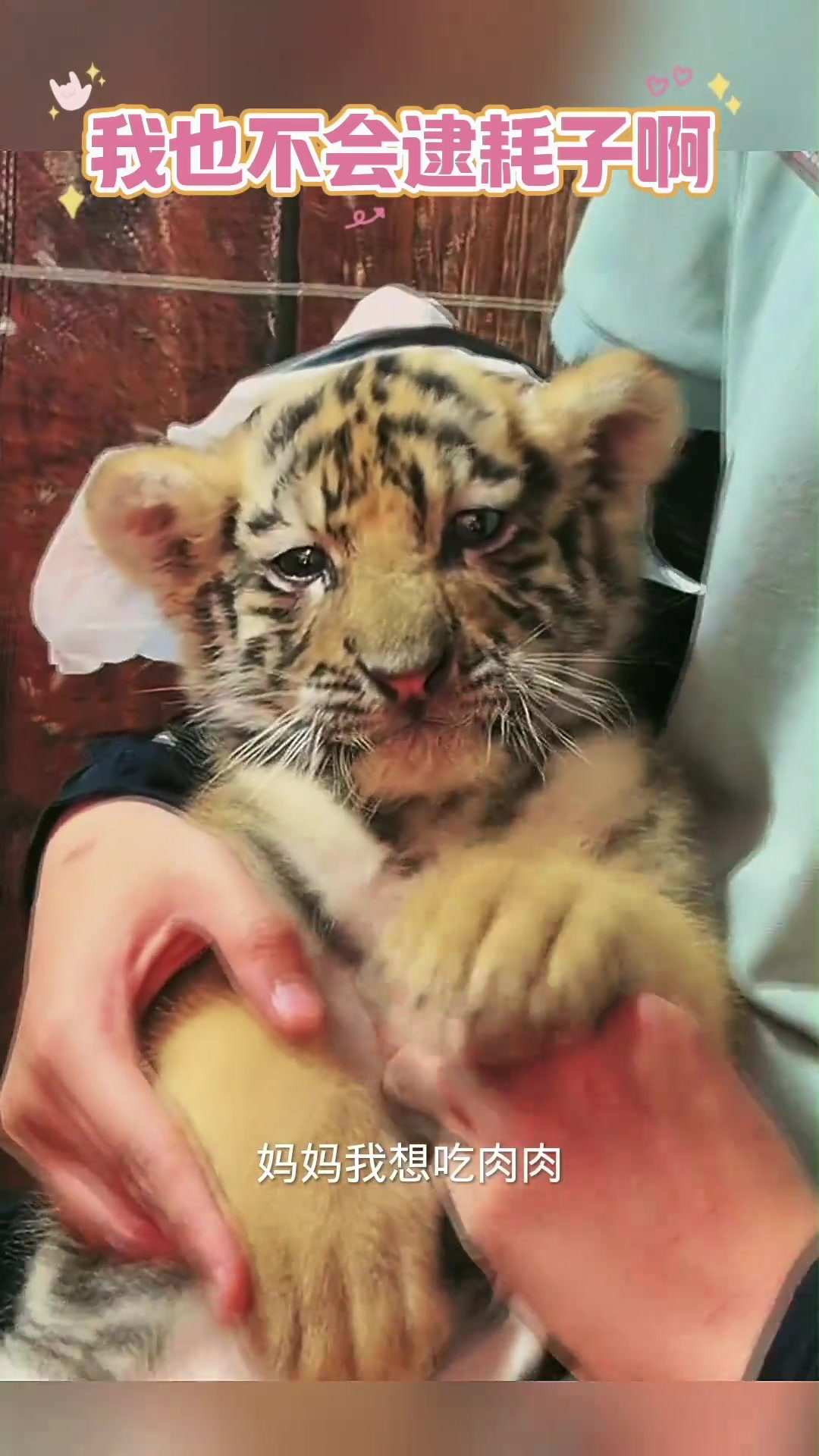 大猫咪无奈表情:渴望美味肉肉,却被迫吃米饭的烦恼