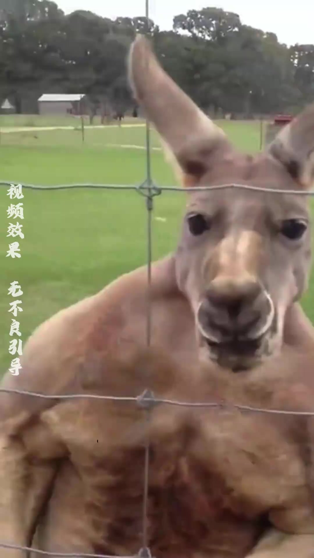 探索袋鼠肌肉发达的奥秘:生理结构与生活习性揭秘