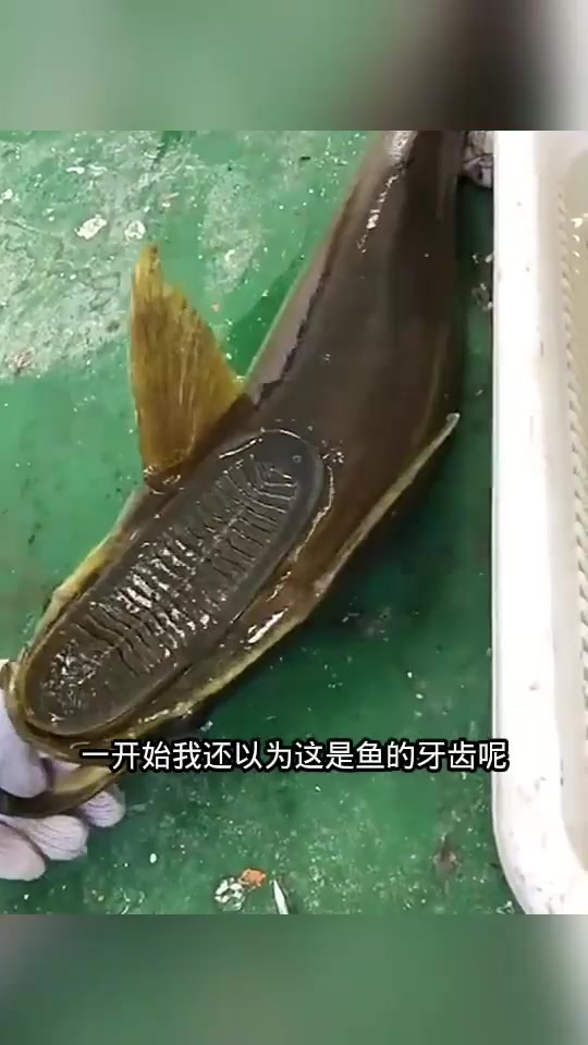 以为是鱼牙呢,原来这是鞋垫!