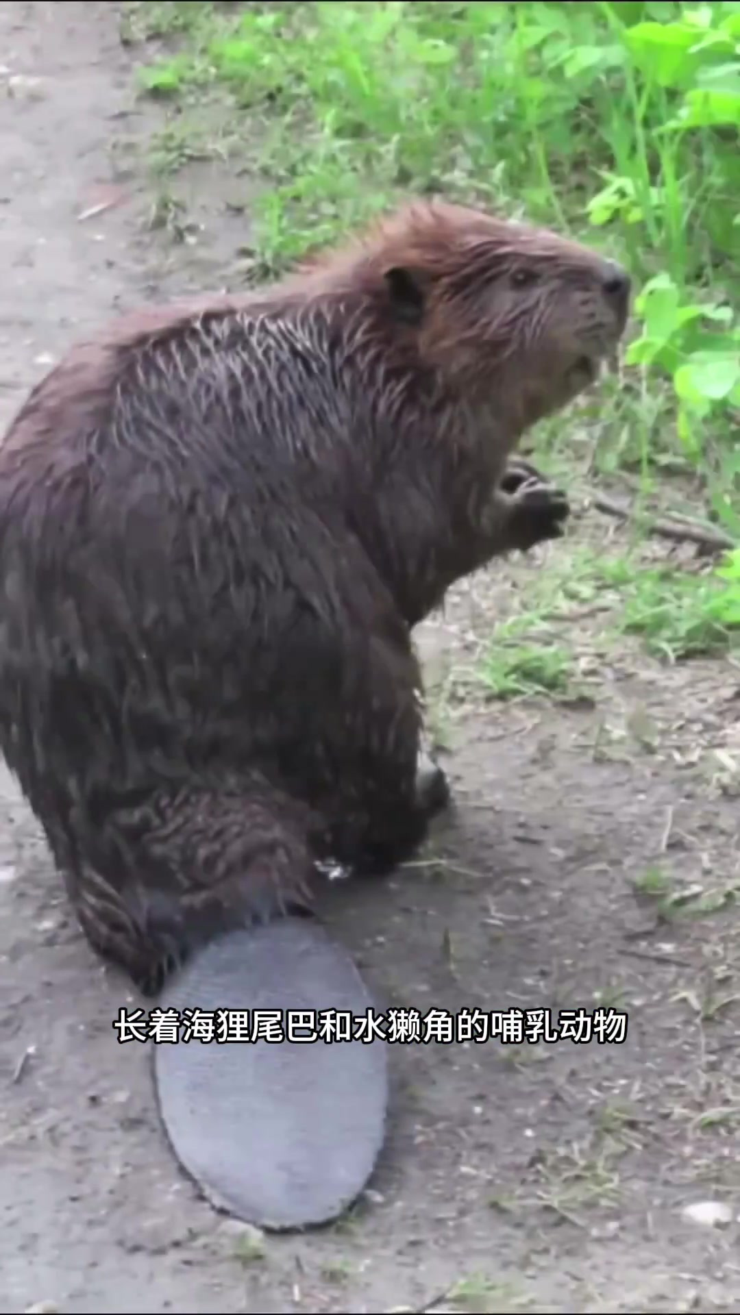 奇妙鸭嘴兽:独特下蛋哺乳动物的奇异特征与神秘能力揭秘