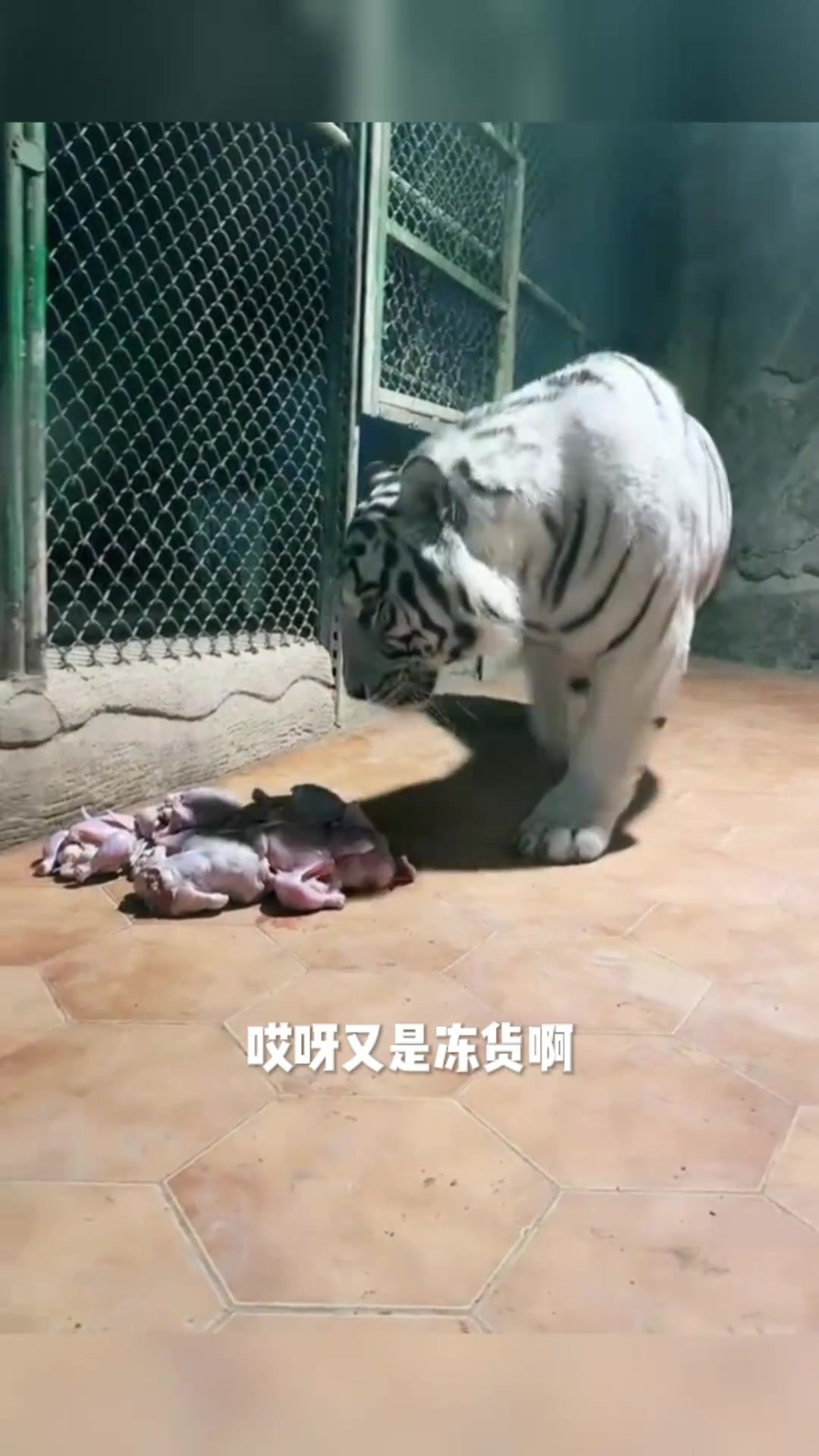 老虎 - 天天吃冻肉,还都是吃激素长大的鸡,食之无味弃之可惜
