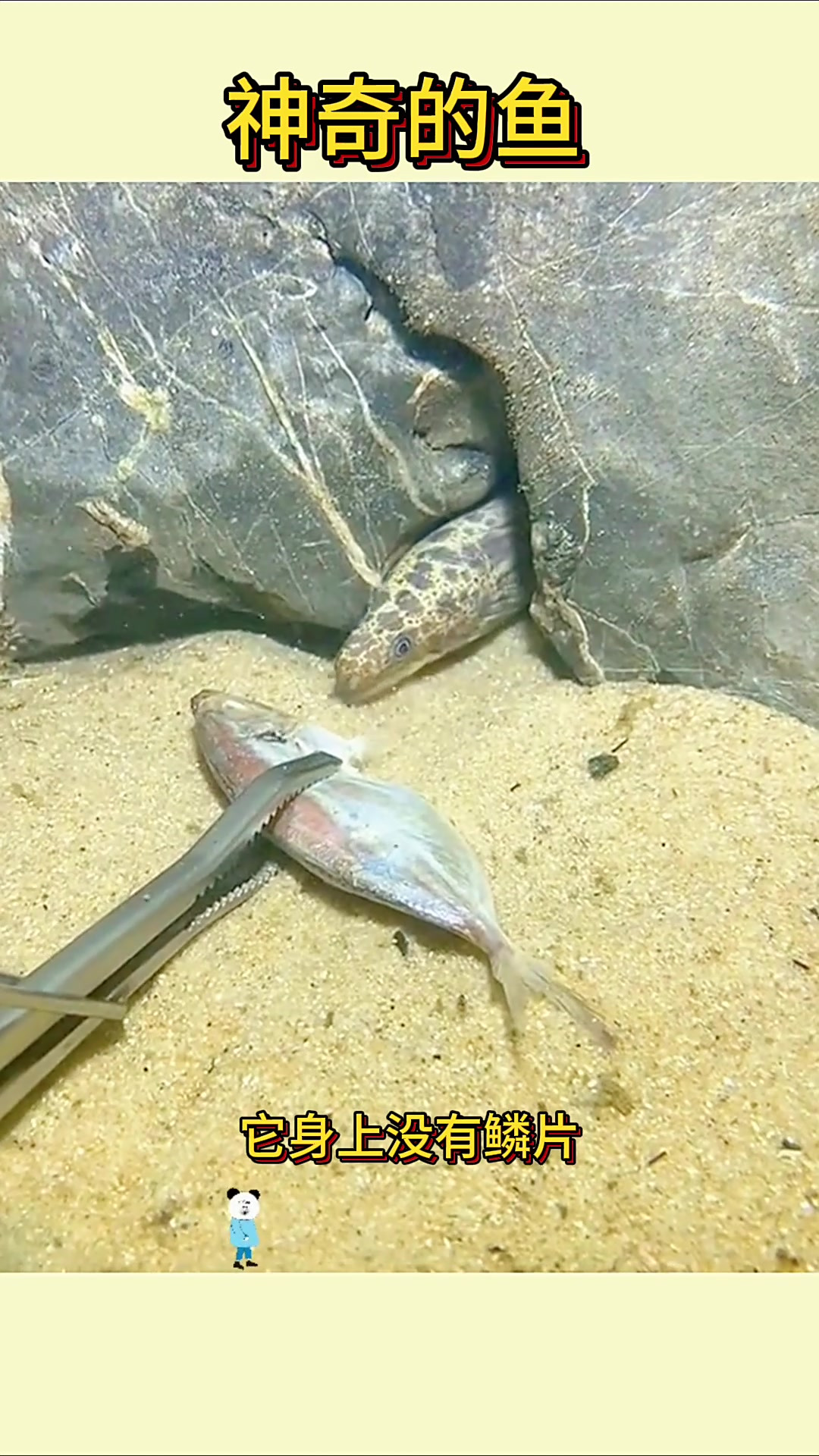 神秘无鳞深海鱼现身,黑斑点引发探秘之旅