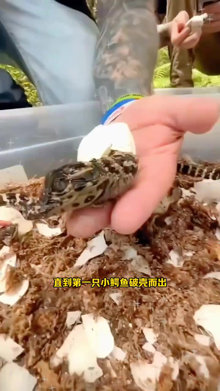 男子在野外捡了一窝蛋,孵化后竟然是一窝小鳄鱼