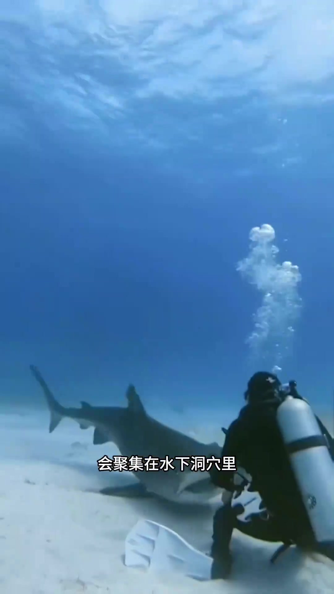 鲨鱼为何聚集洞穴静止?揭秘它们独特呼吸与休息方式