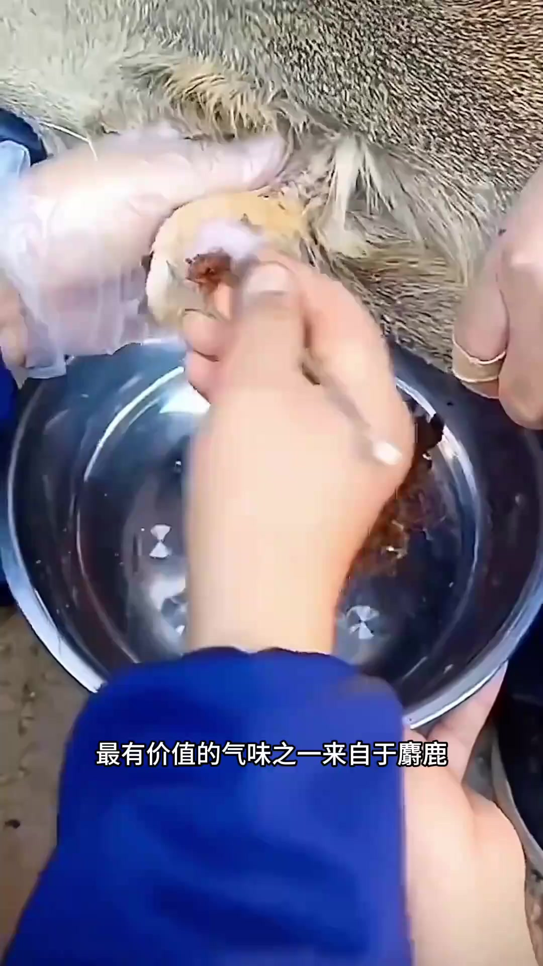 珍贵麝香:来自雄性麝鹿的稀有气味与药用价值分析
