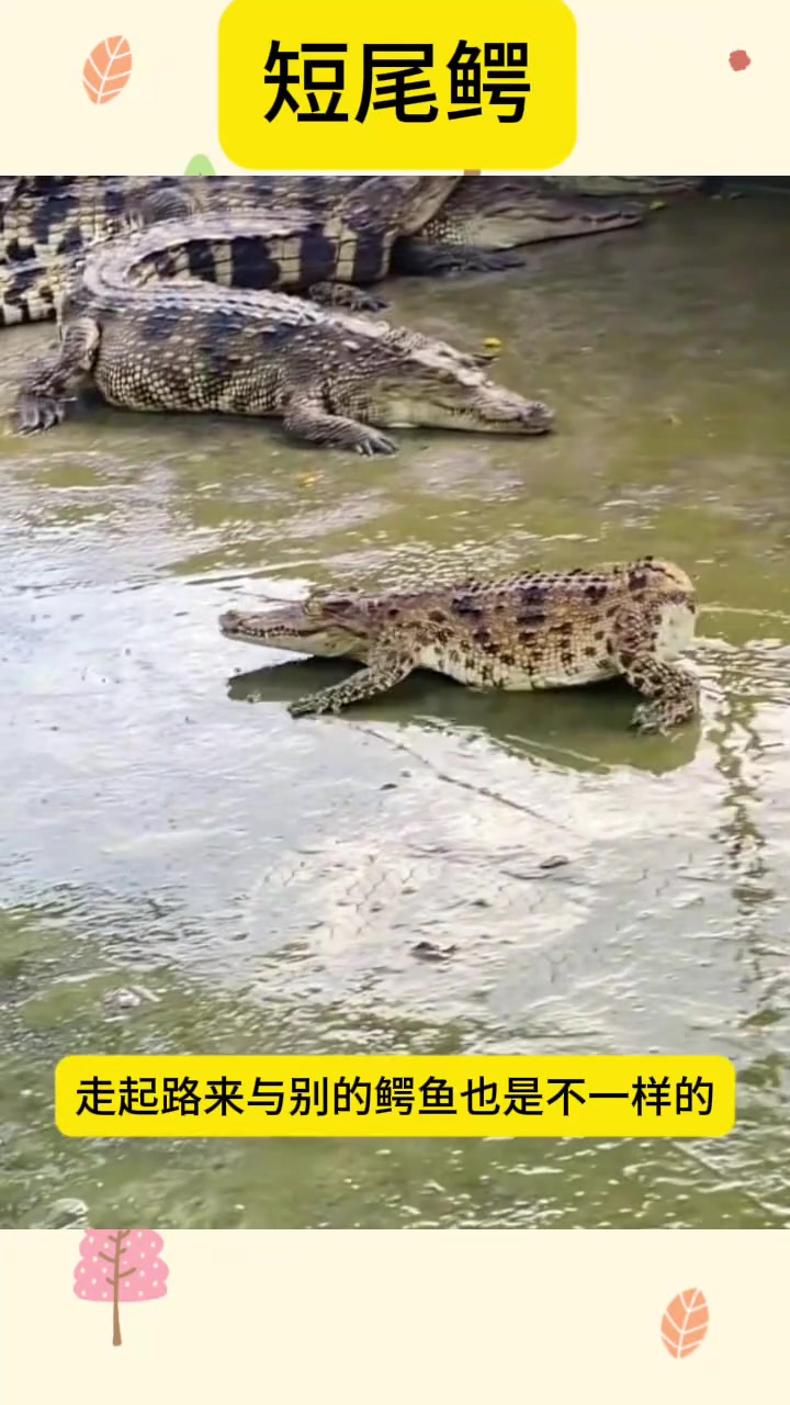 短尾鳄鱼,走路奇奇怪怪的