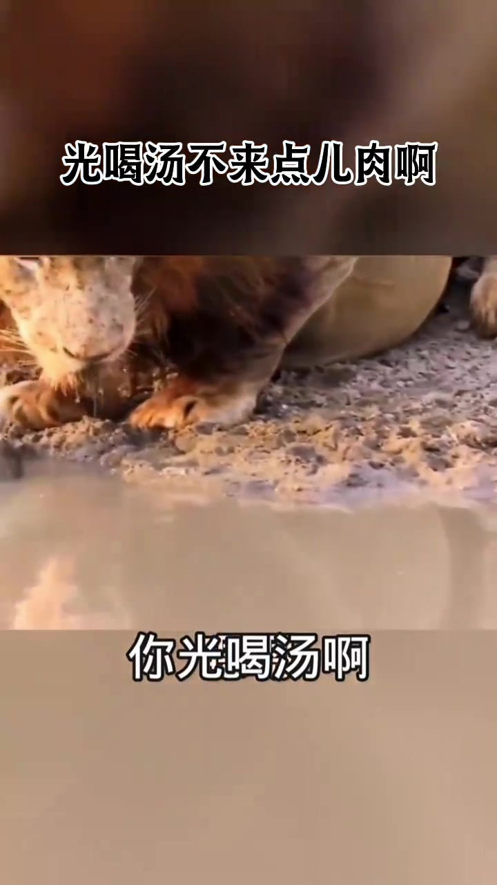 甲鱼:你光喝汤啊?不来点肉啊?