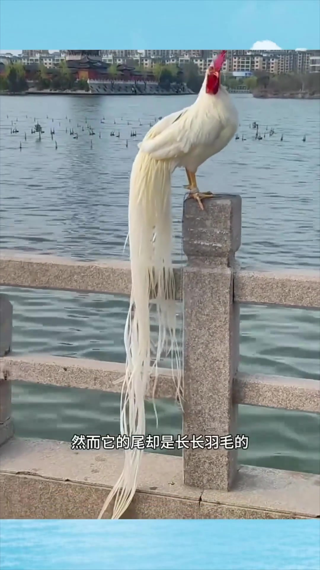 偶遇雪白羽毛的公鸡,似白色凤凰般美丽动人