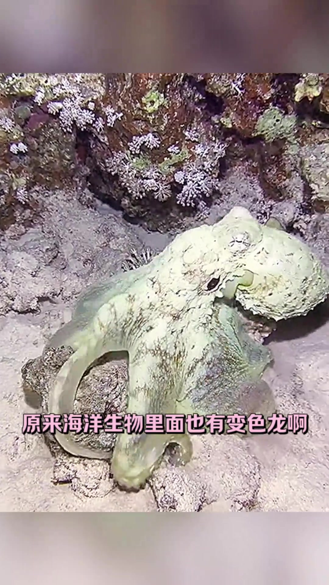 海洋生物竟然也有变色龙!超神奇的变色八爪鱼揭秘!