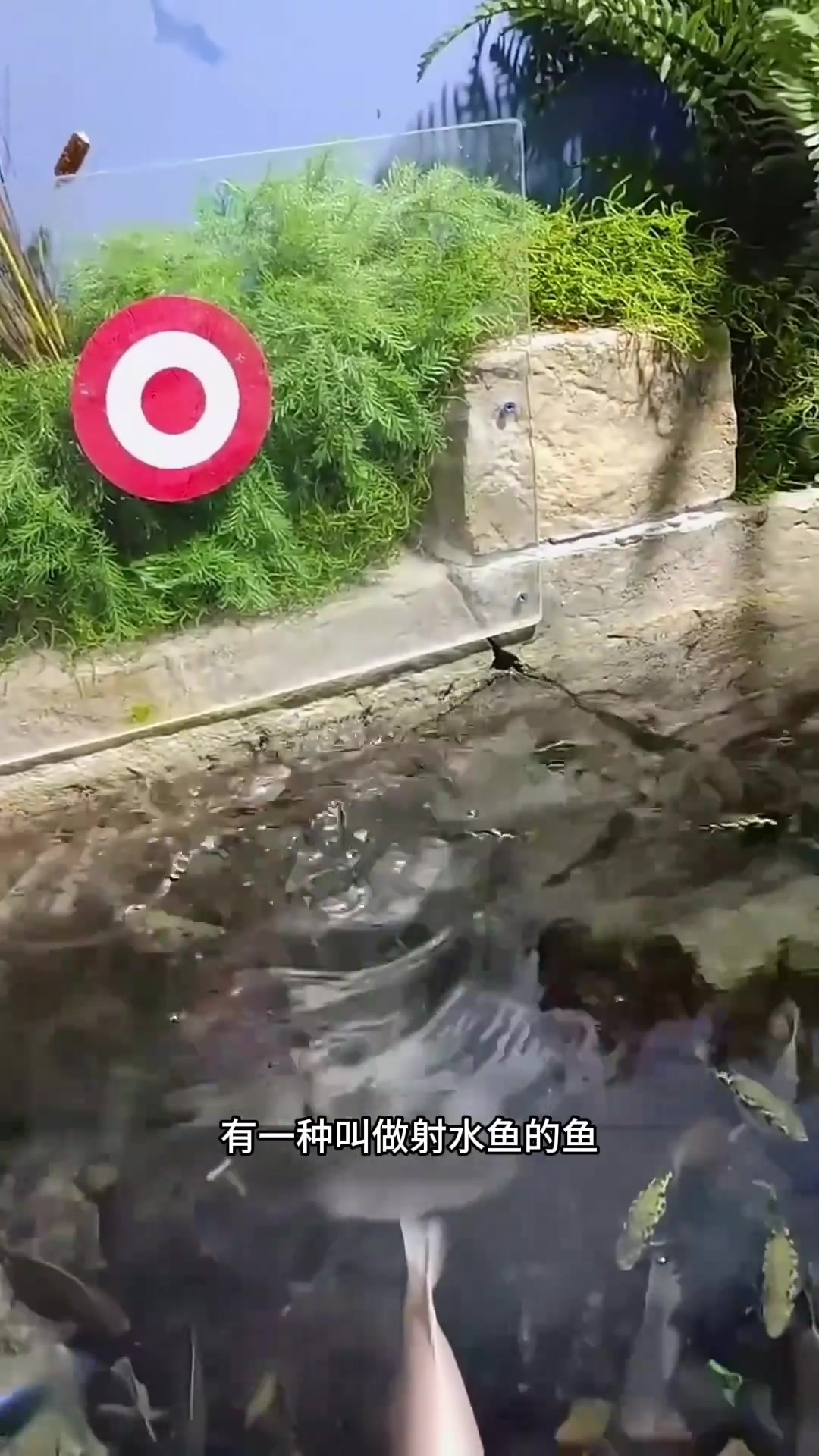 “水中的射箭大师:射水鱼如何精准捕猎惊艳世界”
