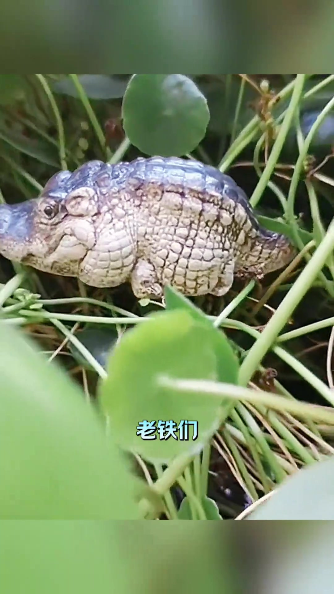 迷你鳄鱼宝宝:小小身躯藏着可爱魅力,惊艳众人!