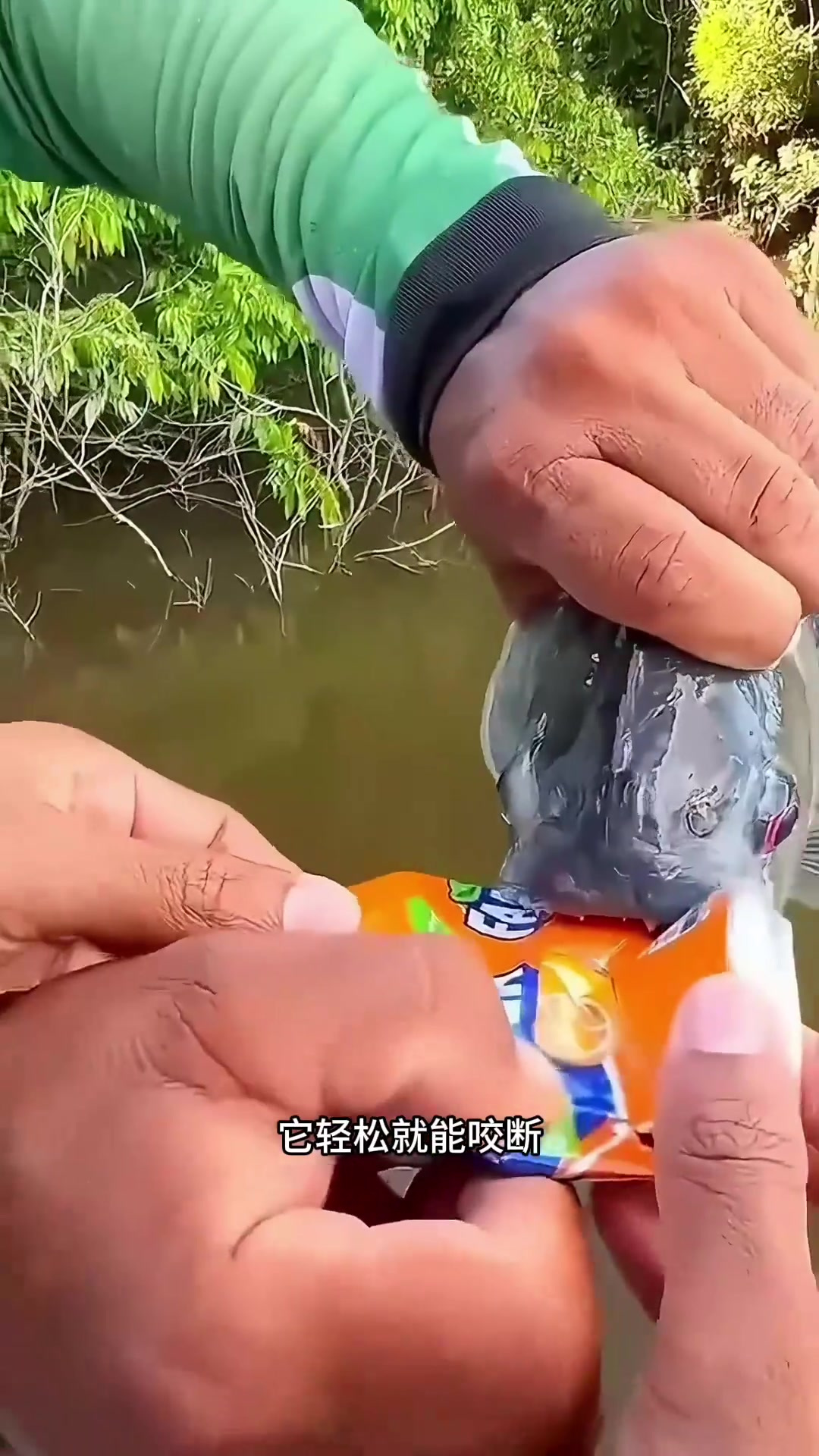 锋利如刀的红食人鱼:探秘其咬合力与饮食习性