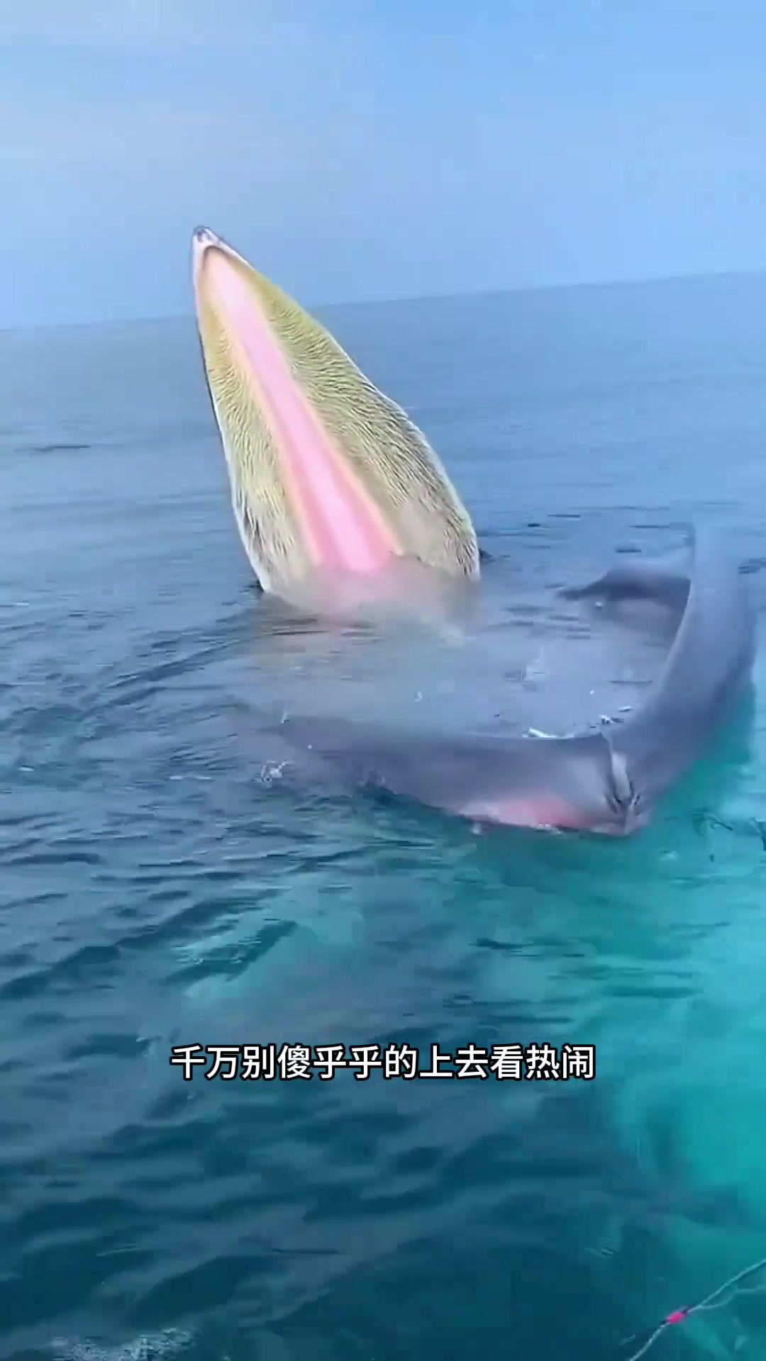 “海中巨兽:与鲸鱼和鲸鲨的亲密接触与安全距离”