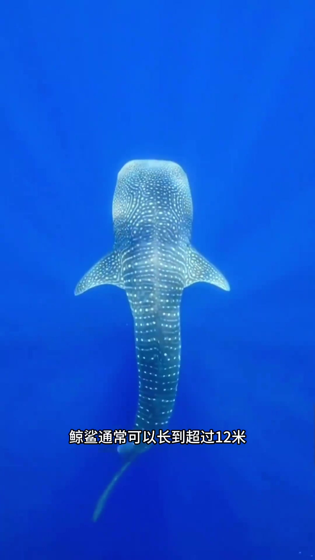 温和巨兽:揭秘世界上最重鱼类——鲸鲨的生活习性与饮食行为