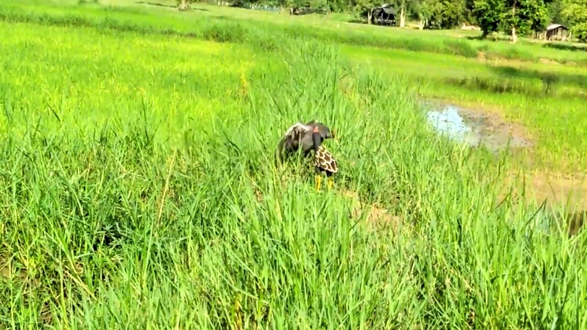色字头上一把刀,鱼为食死,鸟为色亡。