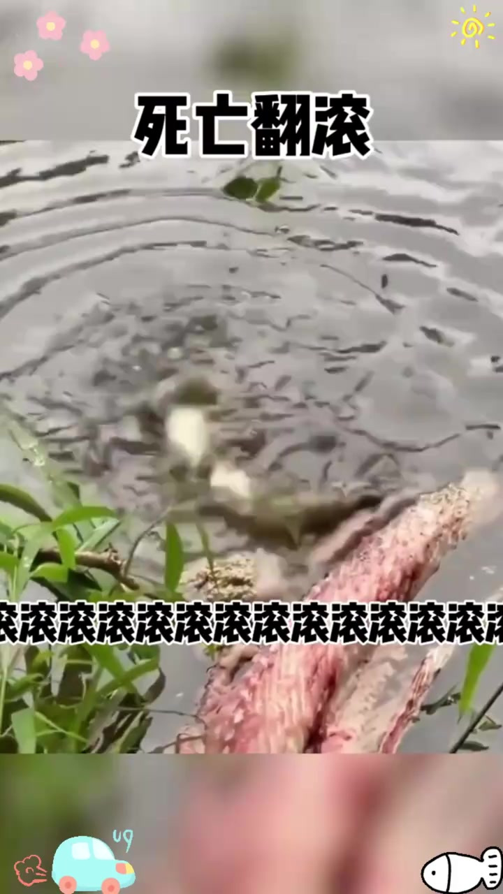 死亡翻滚这是鳄鱼生存必须会的技能,打小就得学会,像洗衣机滚筒