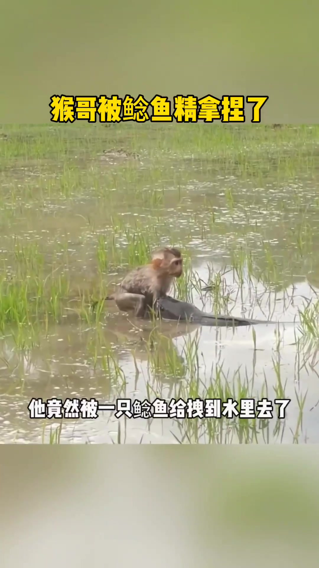 猴哥被鲶鱼精拿捏了