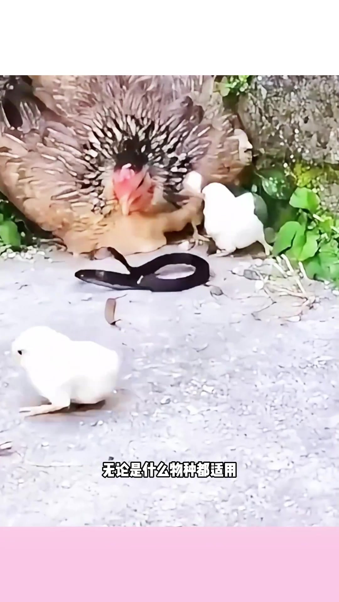 母鸡勇敢护仔:为保护小鸡甘冒蛇险的母爱精神