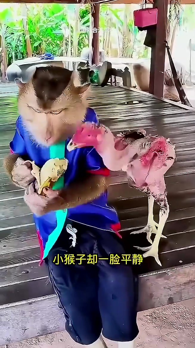 小猴子与公鸡的抢食趣事:毛秃公鸡与平静小猴子的对比